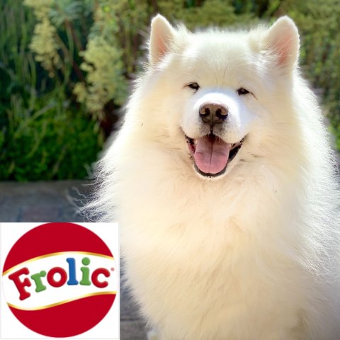 SUCHA KARMA DLA PSA MARS Frolic 2,6 kg z wołowiną i warzywami PEŁNOPORCJOWA SUCHA KARMA DLA PSA MARS Frolic 2,6 kg z wołowiną i warzywami PEŁNOPORCJOWA